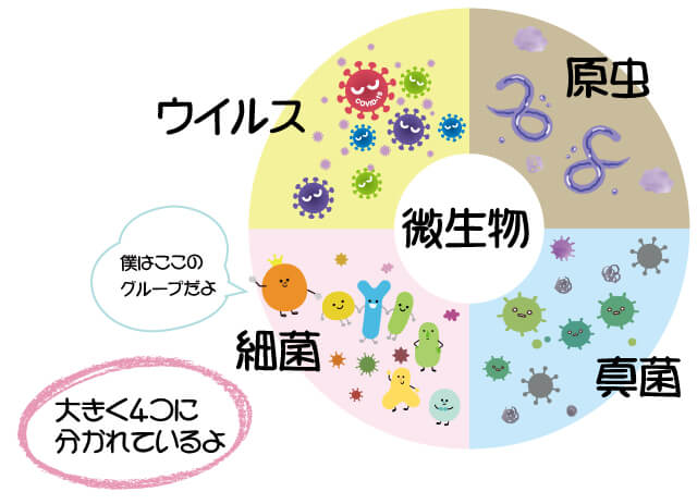 微生物の分類説明
