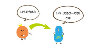 LPSとアレルギーの関係 | 光合成細菌 情報館